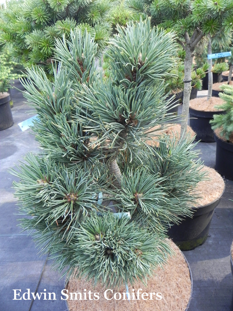 Pinus flexilis 'Deans Mountain' (# 25)